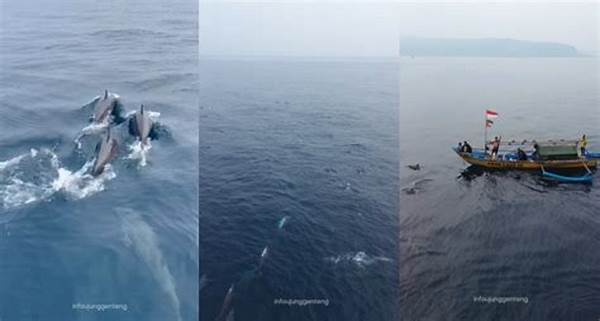 Viral! Video Penampakan Lumba-lumba Di Perairan Sukabumi