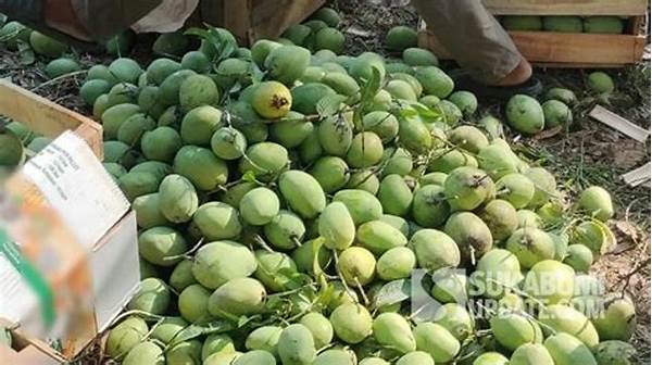 Harga Mangga Cireungus-sukabumi Meroket, Petani Rayakan Musim Panen