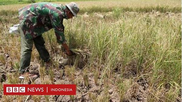 Gelombang Panas Di Sukabumi Barat, Petani Diminta Segera Panen Cepat