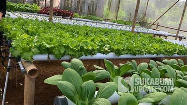 Hobi Berkebun Hidroponik Di Sukabumi: Warga Cetak Pionir Urban Farming
